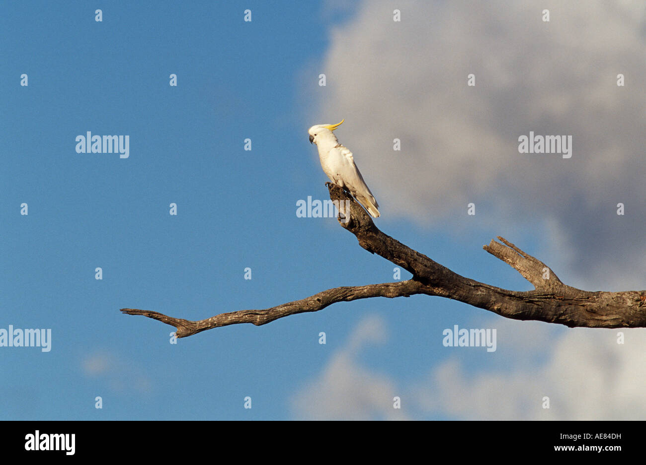 Sulphur-crested cockatoo in dead eucalypt tree used for nesting Australia, Stock Photo