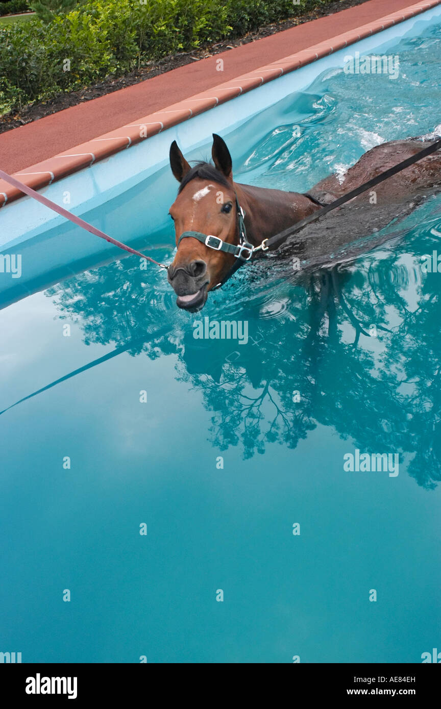 horse training in pool Stock Photo - Alamy