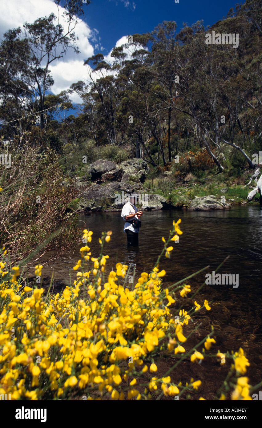 Fly fishing, Victoria, Australia, , vertical Stock Photo Alamy