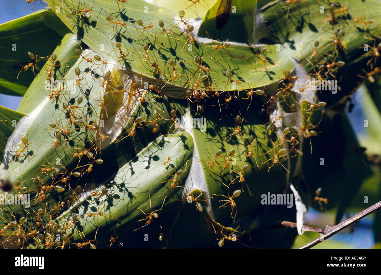 Green Ants High Resolution Stock Photography and Images Alamy