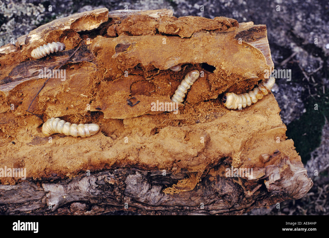 Grubs infesting yellow box gum tree, Victoria, Australia, horizontal, Eucalyptus melliodora Stock Photo