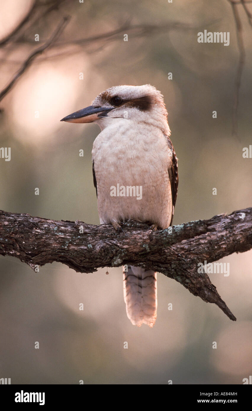 Kookaburra, Australia, Vertical, Dacelo novaeguiniae Stock Photo