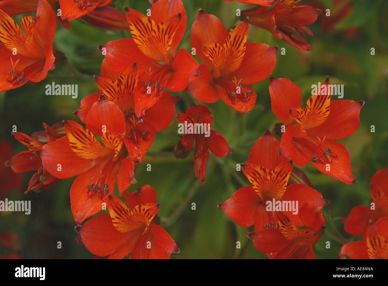 Petals of fire Stock Photo Alamy