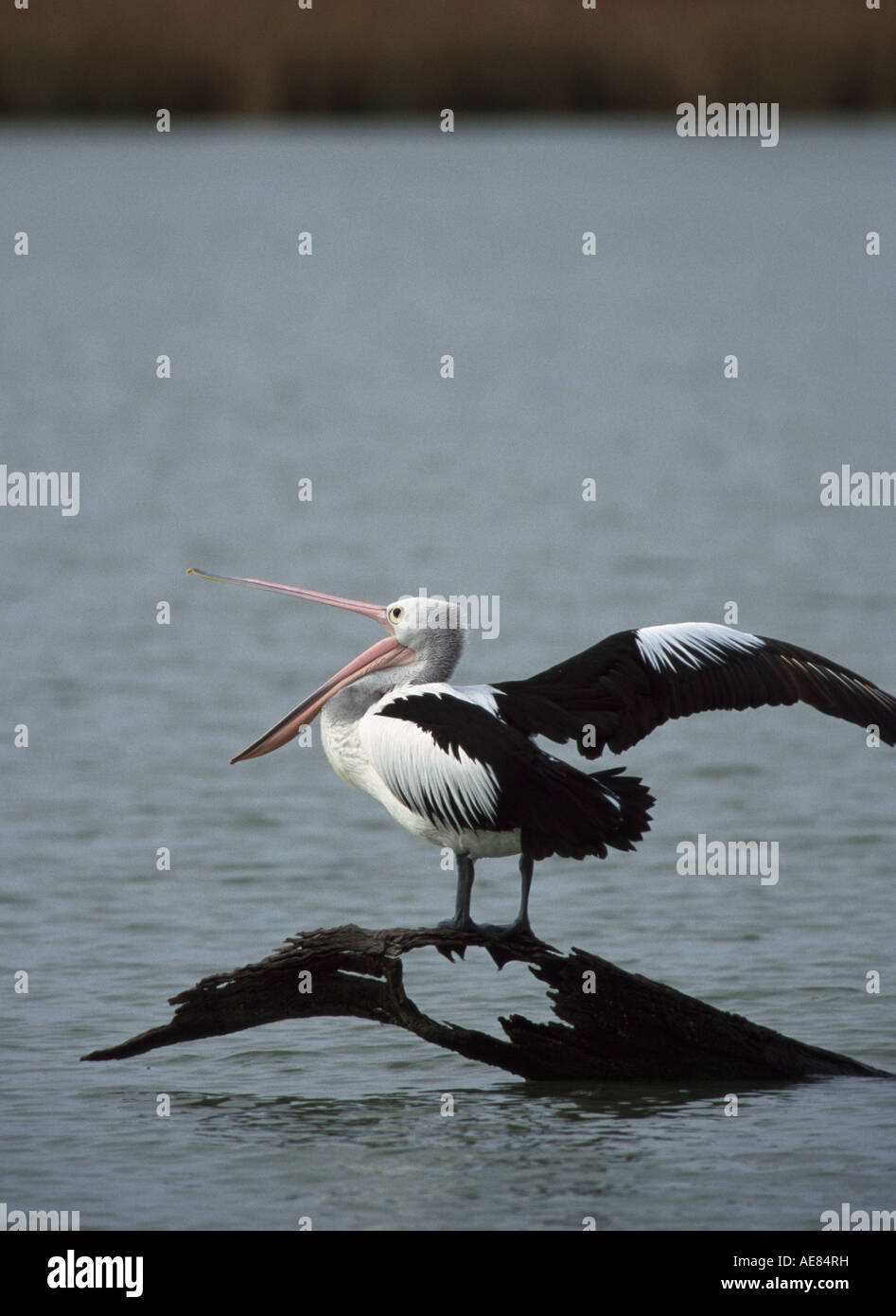 Australian pelican , Lake Cullulleraine,  NW Victoria, Australia, Vertical, Pelecanus conspicillatus Stock Photo