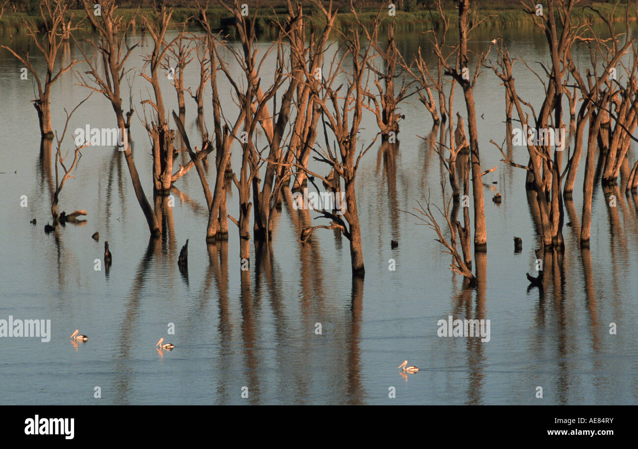 Pelicans, Murray River South Australia, Australia, horizontal Stock