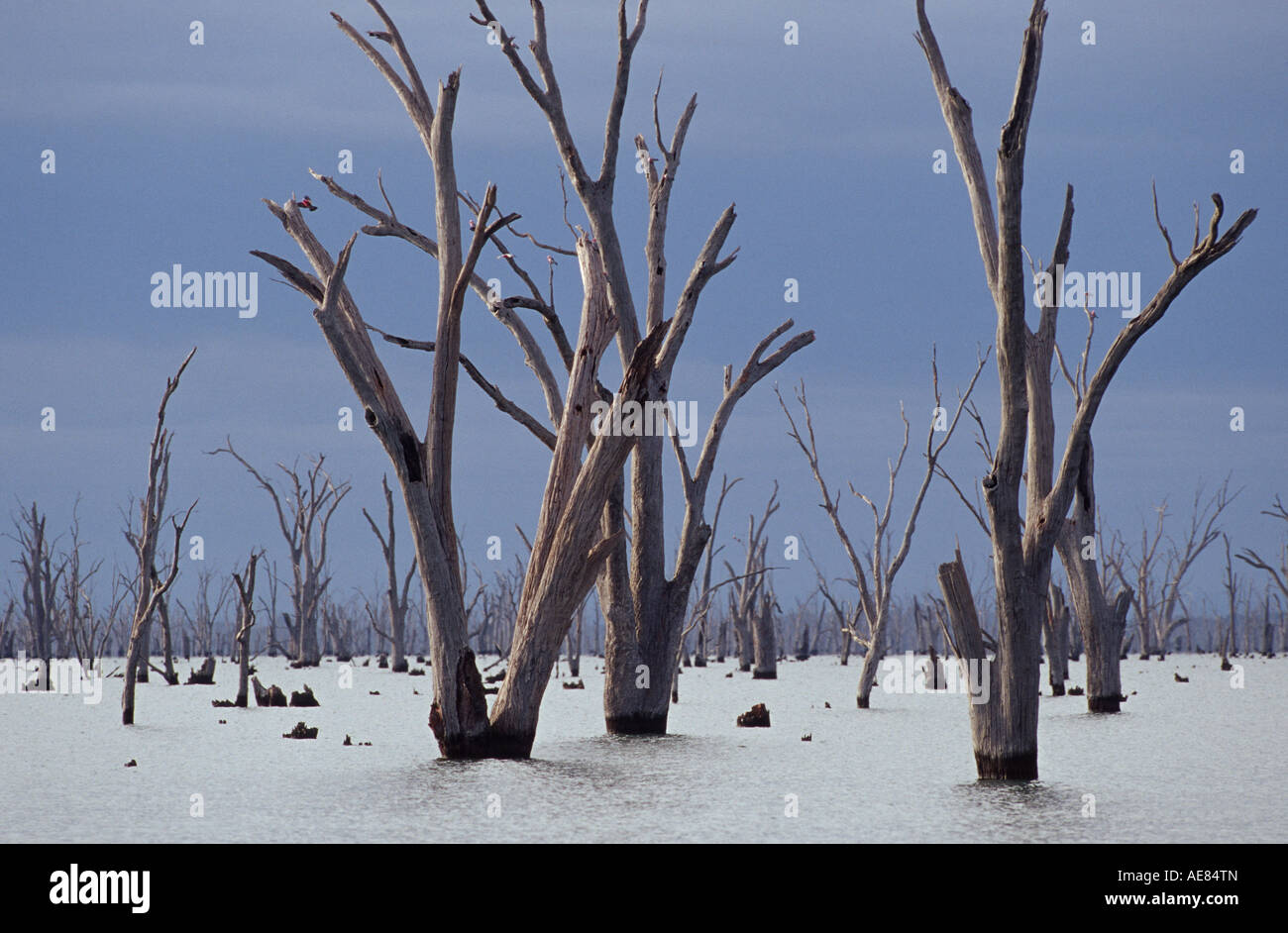Submerged trees in lake, Australia Stock Photo