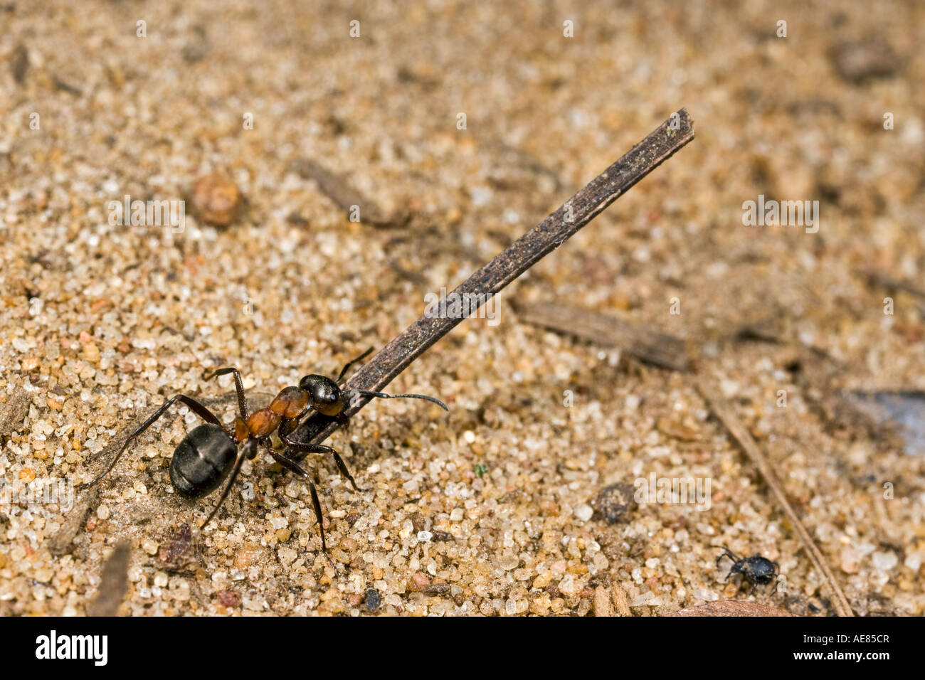 Wood Ant Formica rufa carriying nesting material back to nest Maulden
