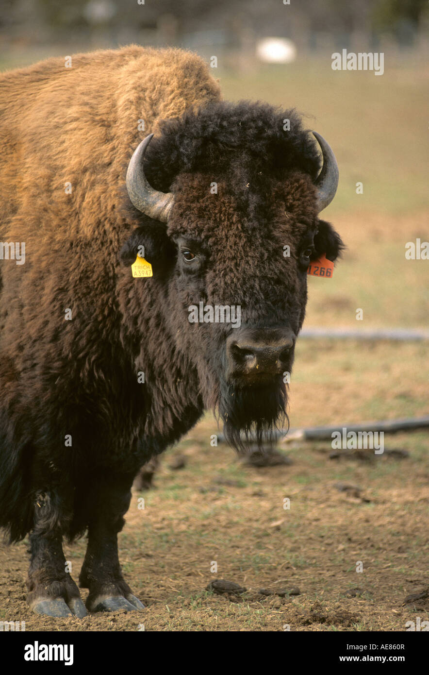 Captive Buffalo at ranch in Southern Utah, raised for meat Stock Photo