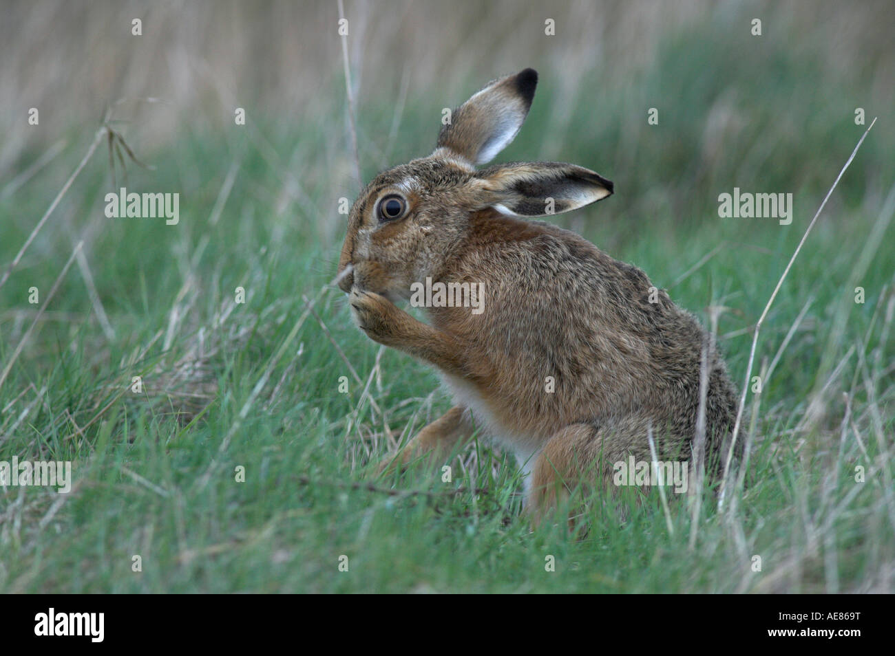 European or brown Hare Lepus europaeus adult washing on grazing marsh Kent England Stock Photo