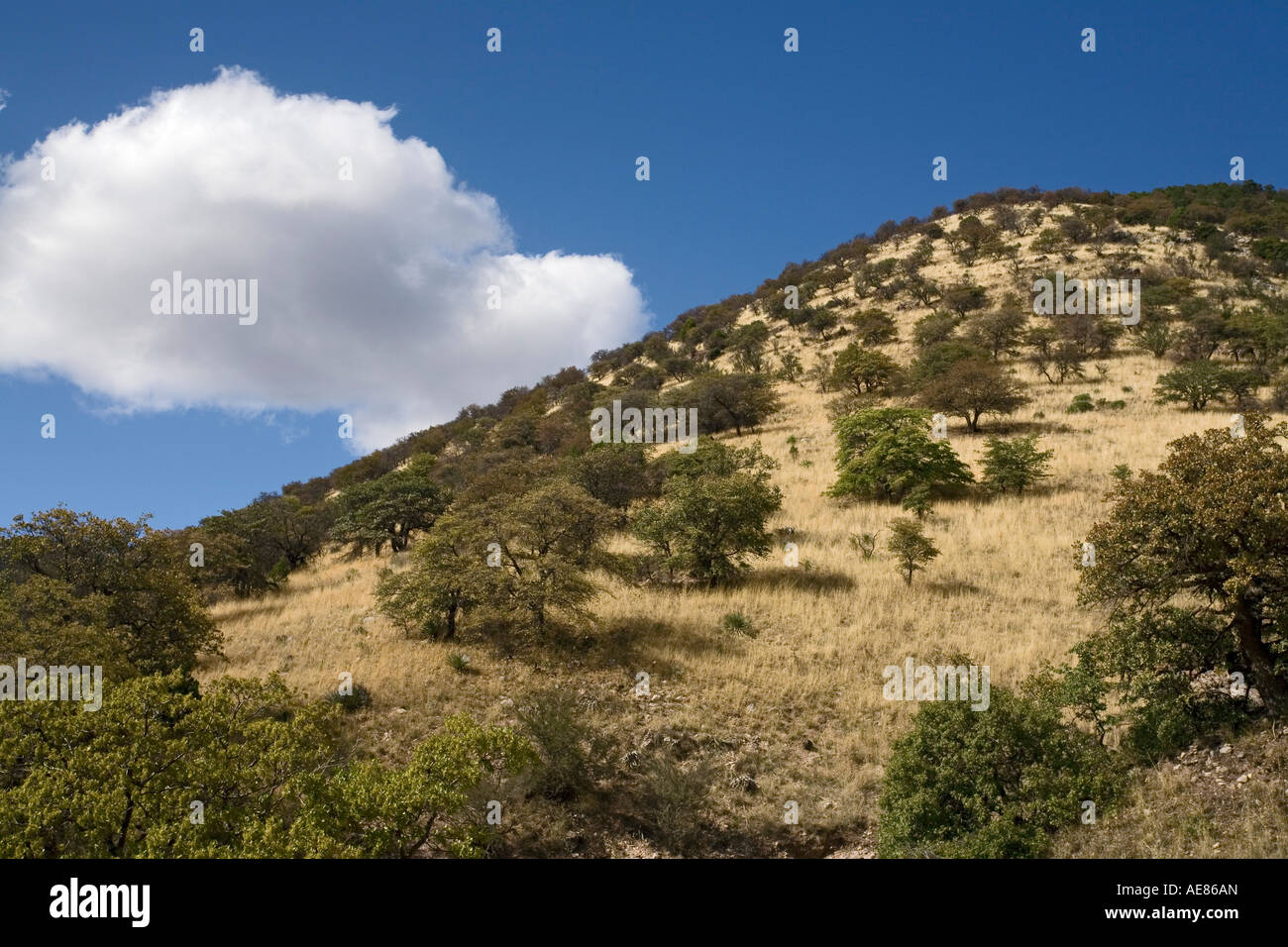 Foothills of the Huachuca Mountains near Sierra Vista Arizona Stock