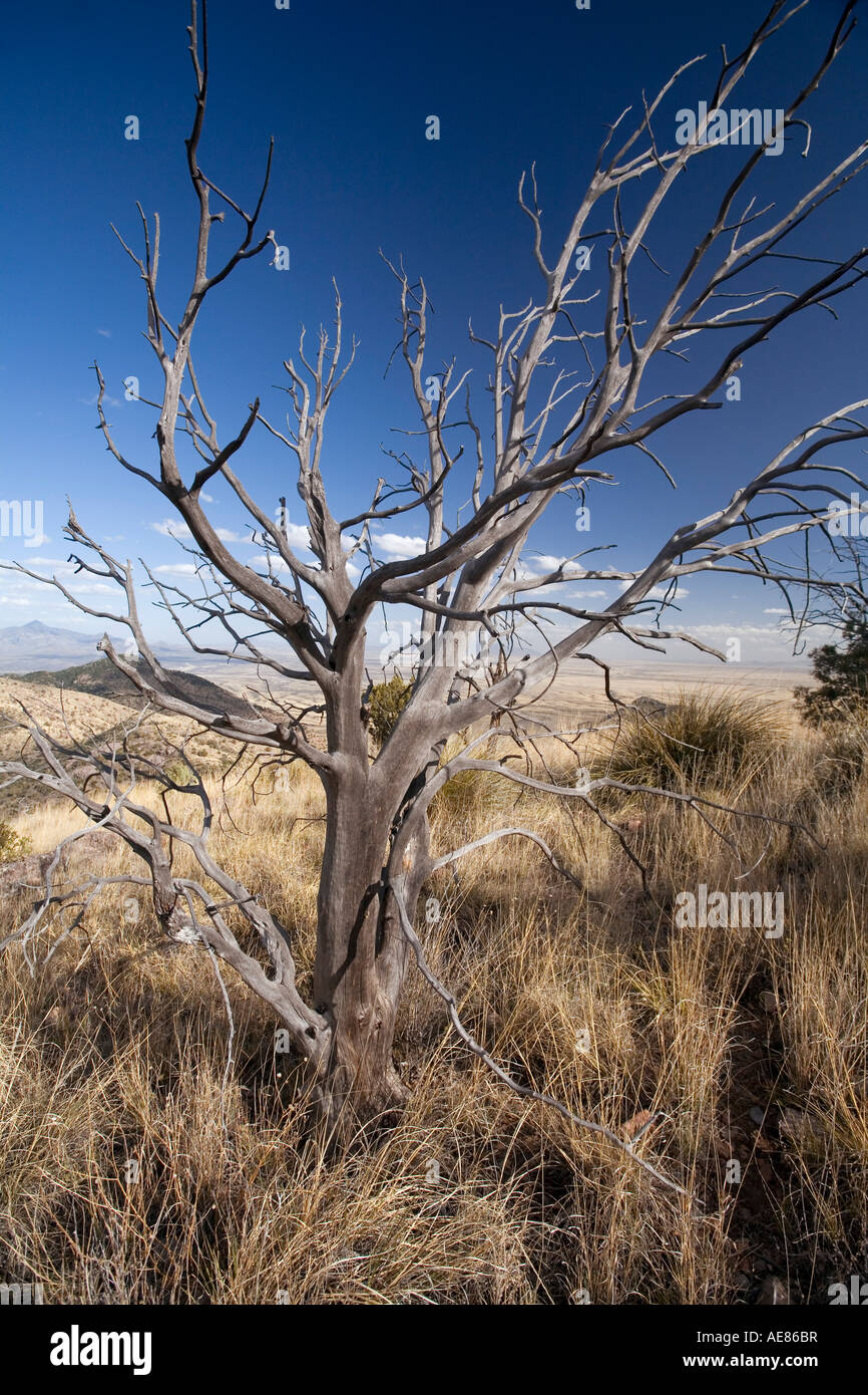 A dead tree stands on the foothills of the Huachuca Mountains near Sierra Vista Arizona Stock Photo