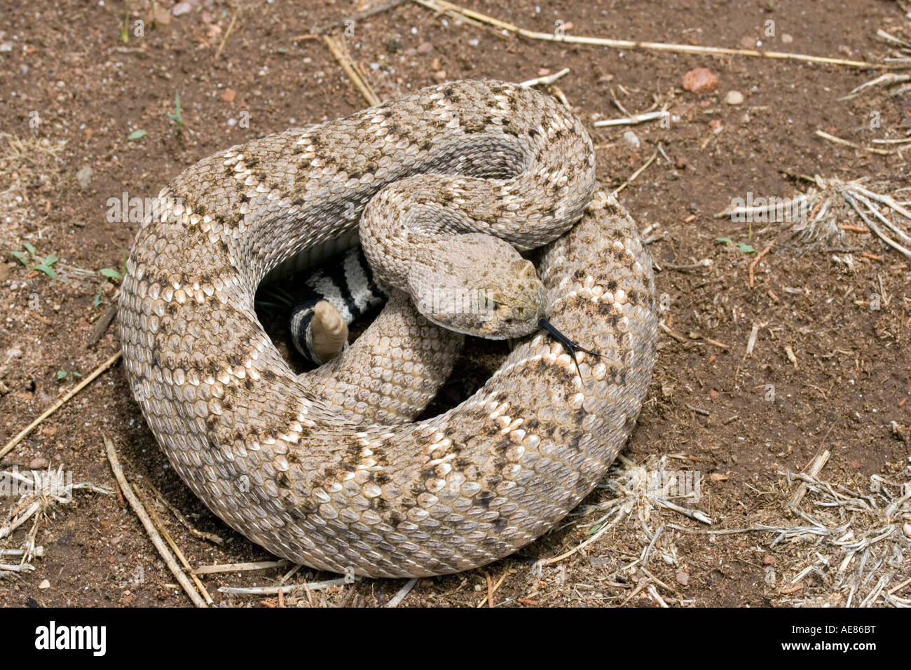 Western Diamondback Rattlesnake Crotalus atrox Elgin Arizona United
