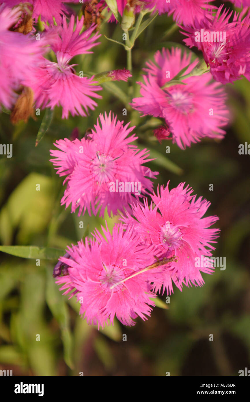 A vertical image of a cluster of pink Dianthus flowers showing green foliage and growing in a garden. Stock Photo