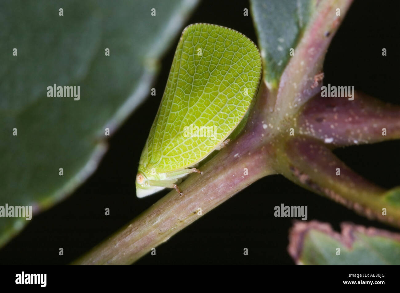 Leaf insect on a branch Stock Photo
