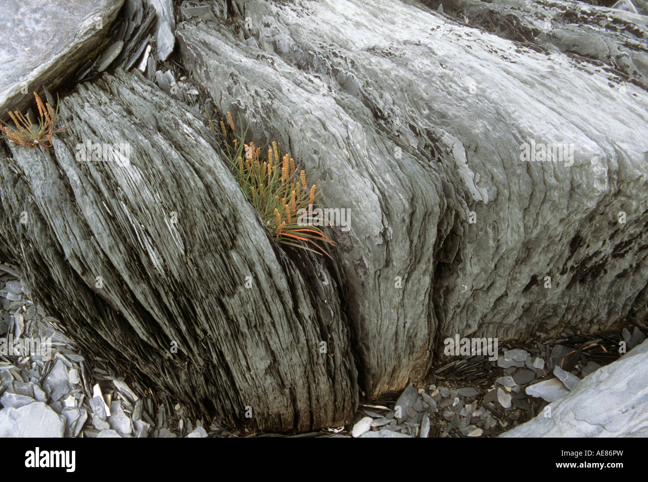 Very thin layers of shale Newfoundland Canada Stock Photo