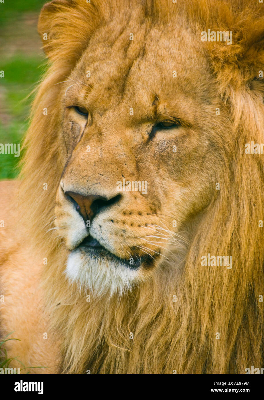 African lion portrait hi-res stock photography and images - Alamy