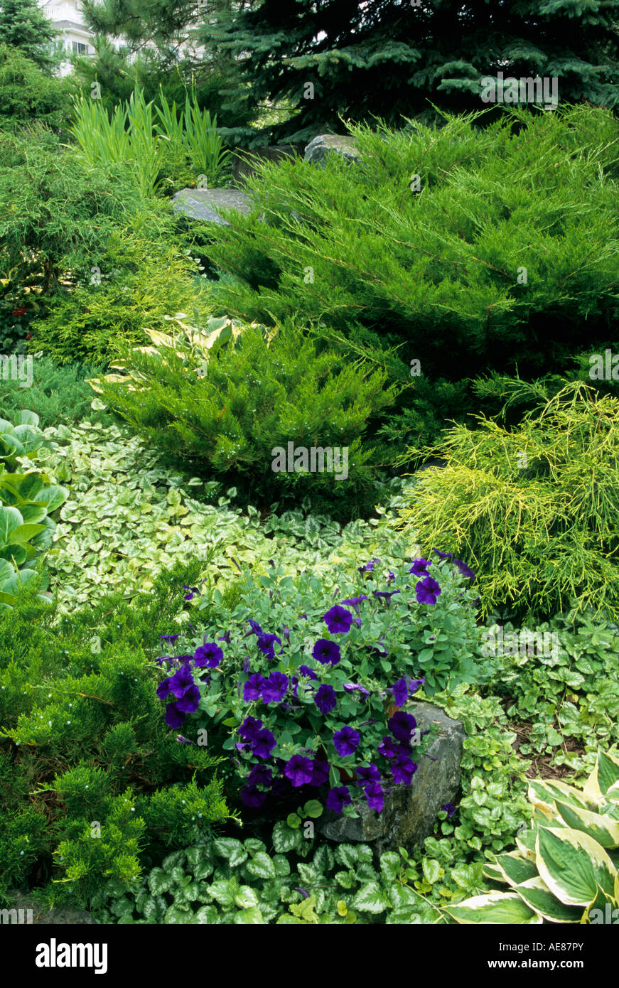 CORNER OF MINNESOTA GARDEN WITH PERENNIALS AND CYPRESS. LATE SUMMER. Stock Photo