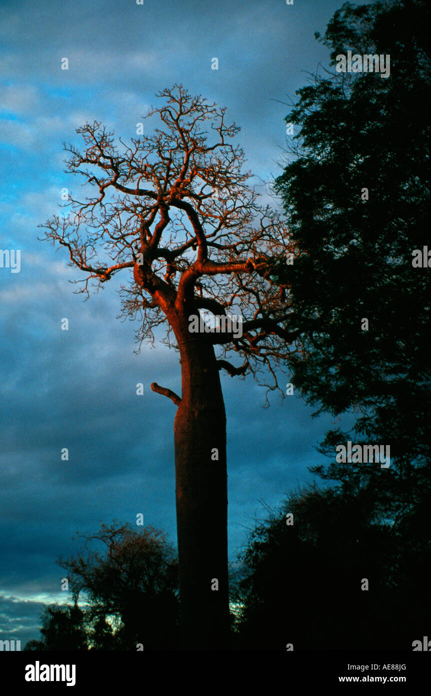 Baobab (Adansonia grandidieri) Stock Photo