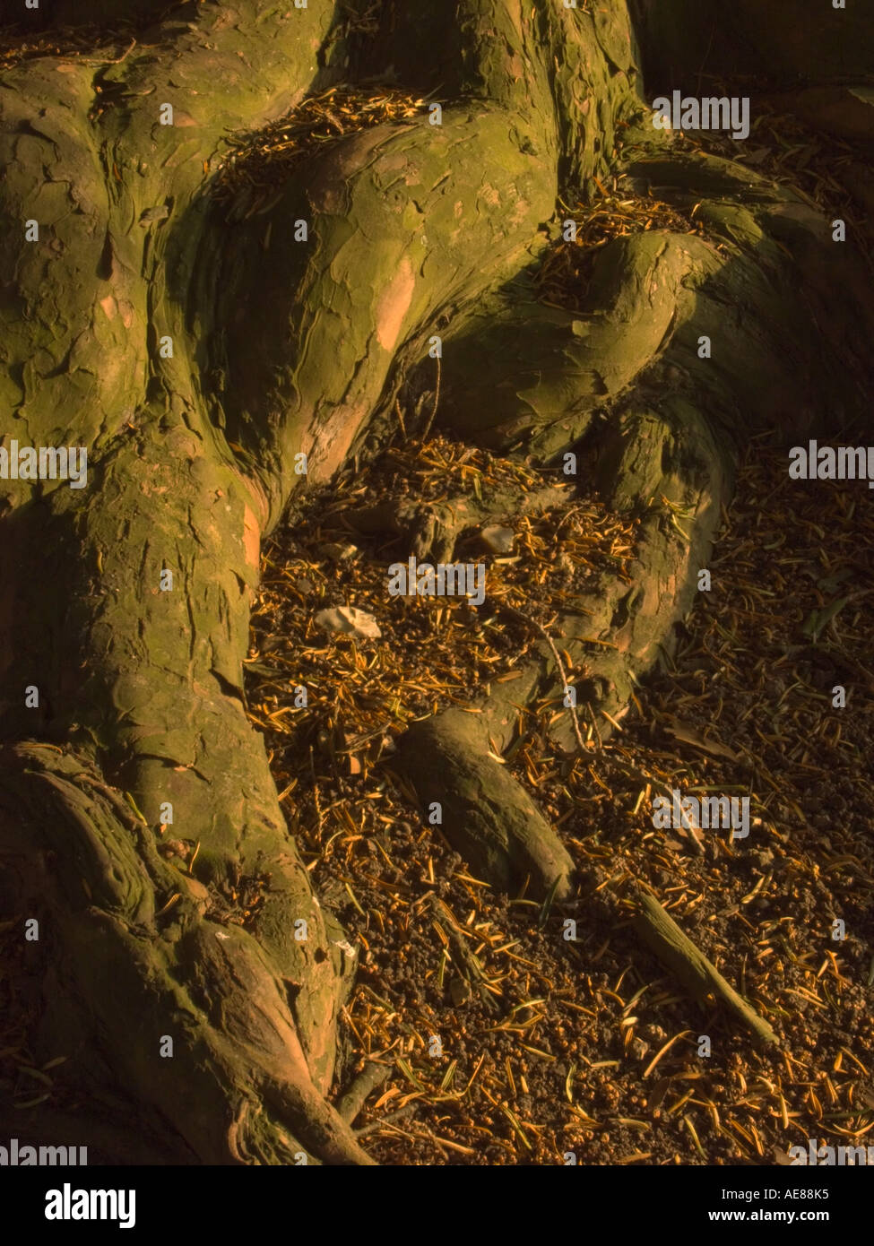 The roots of a yew tree Stock Photo Alamy