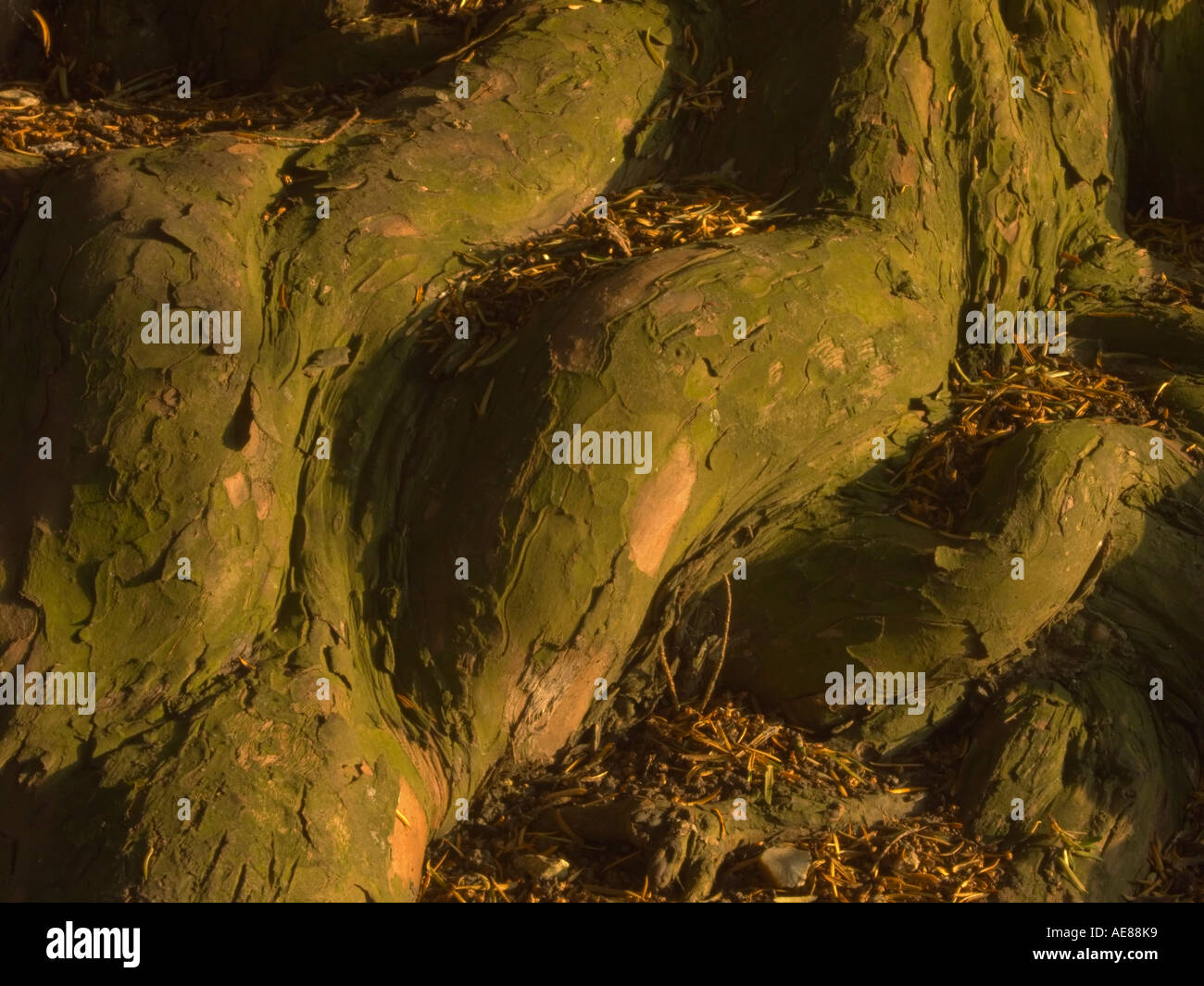 The roots of a yew tree Stock Photo Alamy