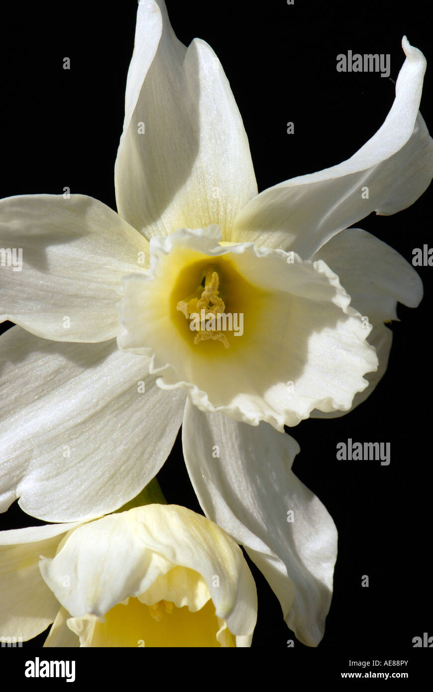 Close up of Triandus Cream Daffodils Stock Photo