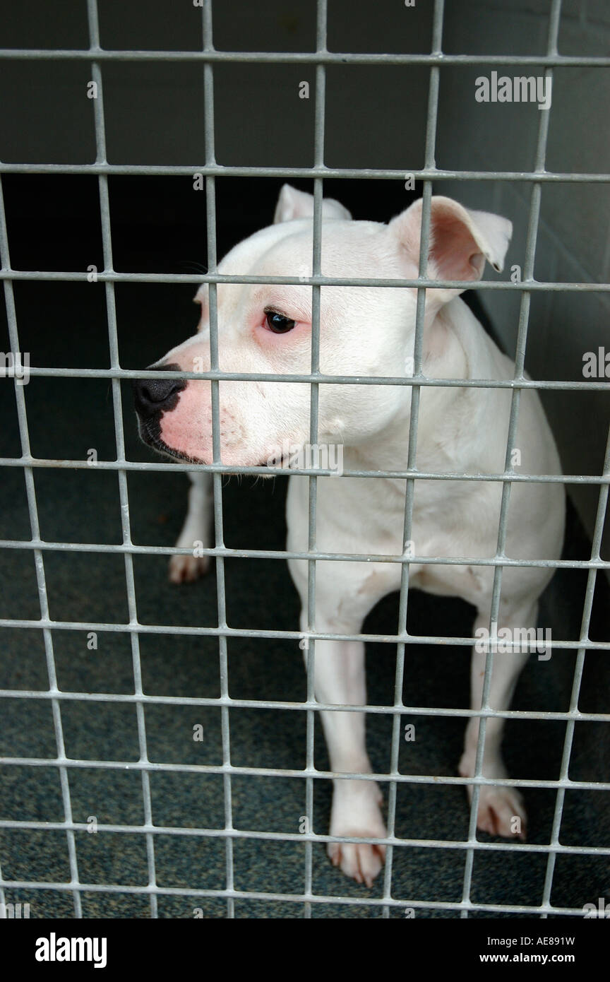 Unwanted pets hires stock photography and images Alamy