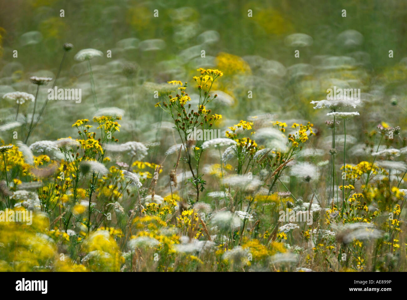 Ragwort hi-res stock photography and images - Alamy