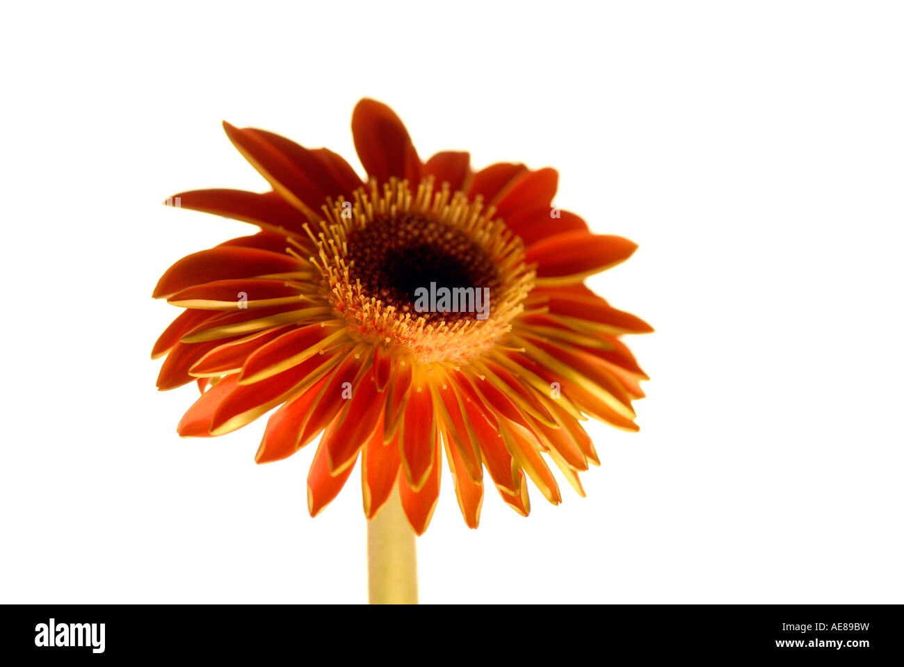 Single large deep red Cut Out Stock Images Pictures Alamy