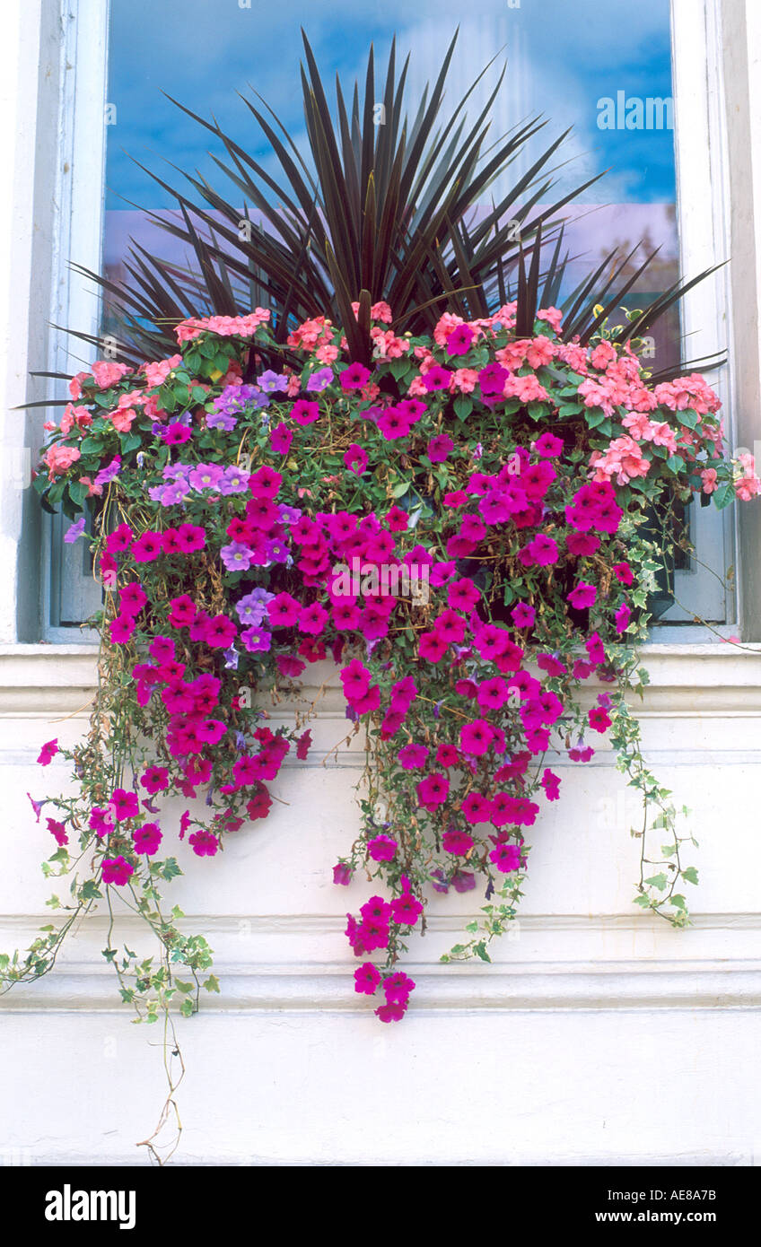 Window flower box in London England Stock Photo Alamy