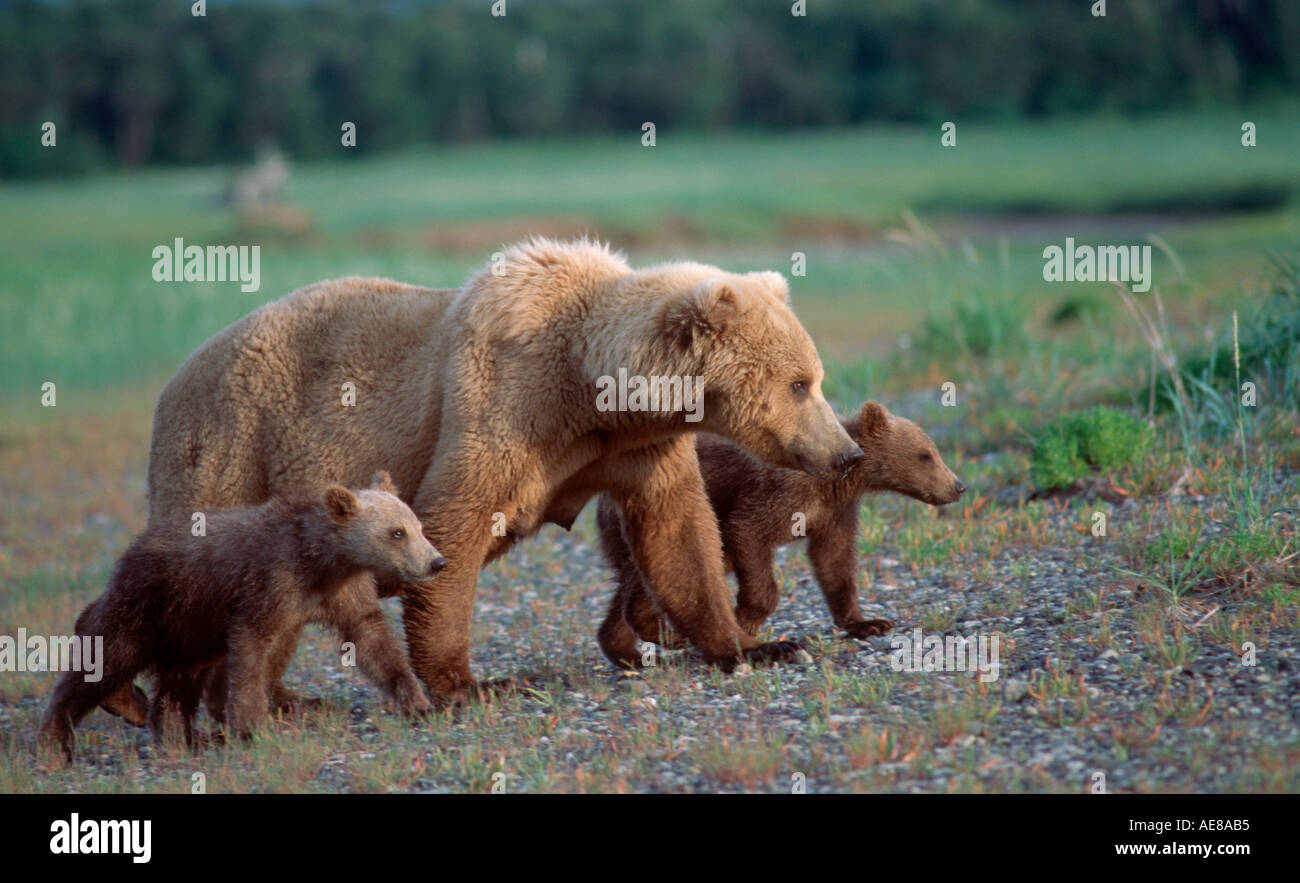 Brown bear mother with cubs of the year Stock Photo - Alamy