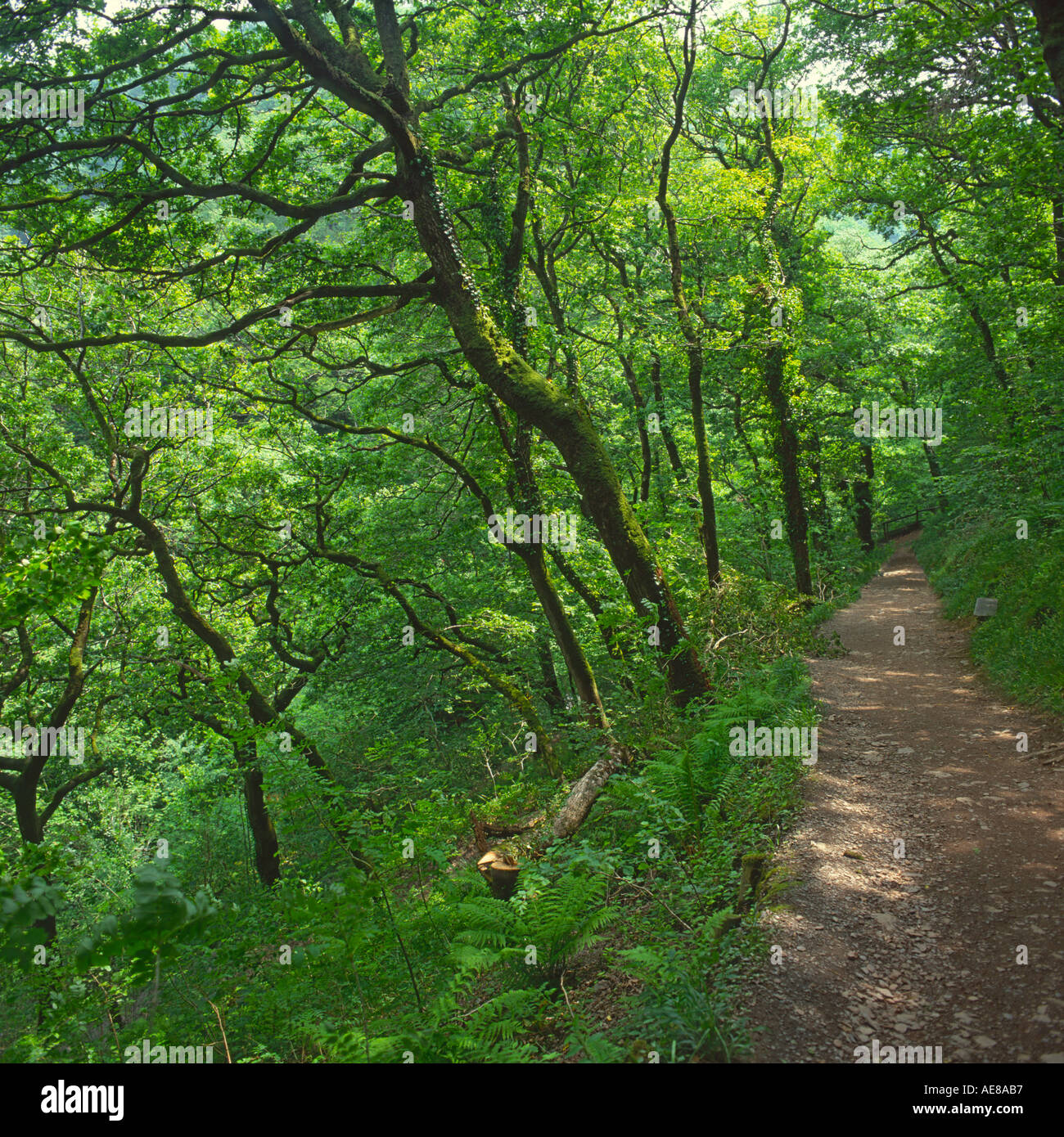 Steep wooded pathway with nobody on in dappled spring sunshine at ...