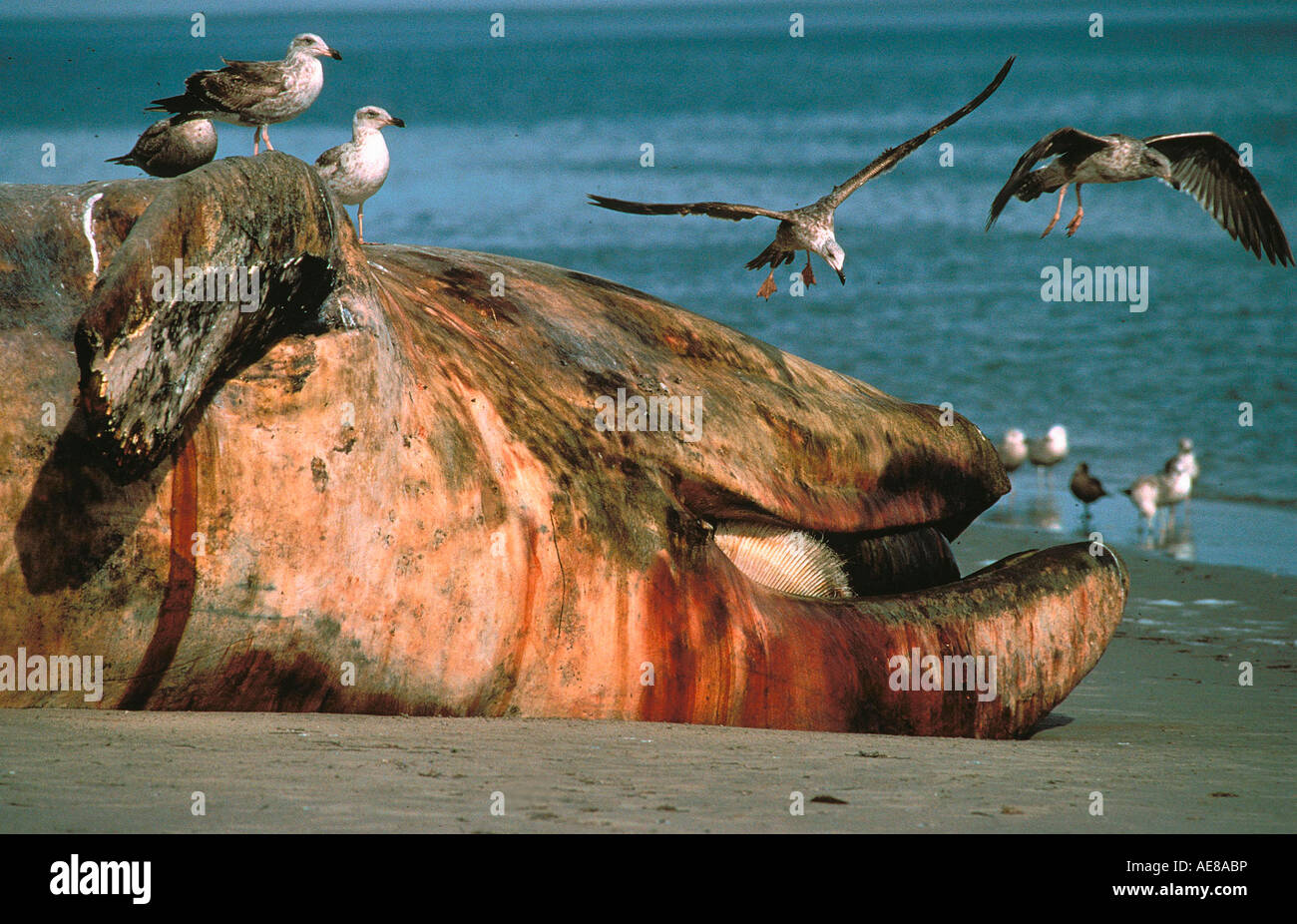 BALEINE GRISE escrichtius robustus Californie California GREY WHALE dead on beach Stock Photo