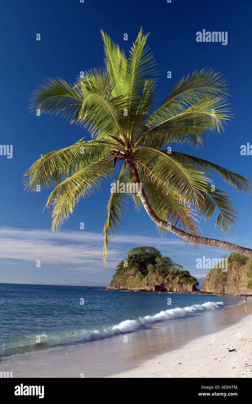 Wave palm tree hi-res stock photography and images - Alamy