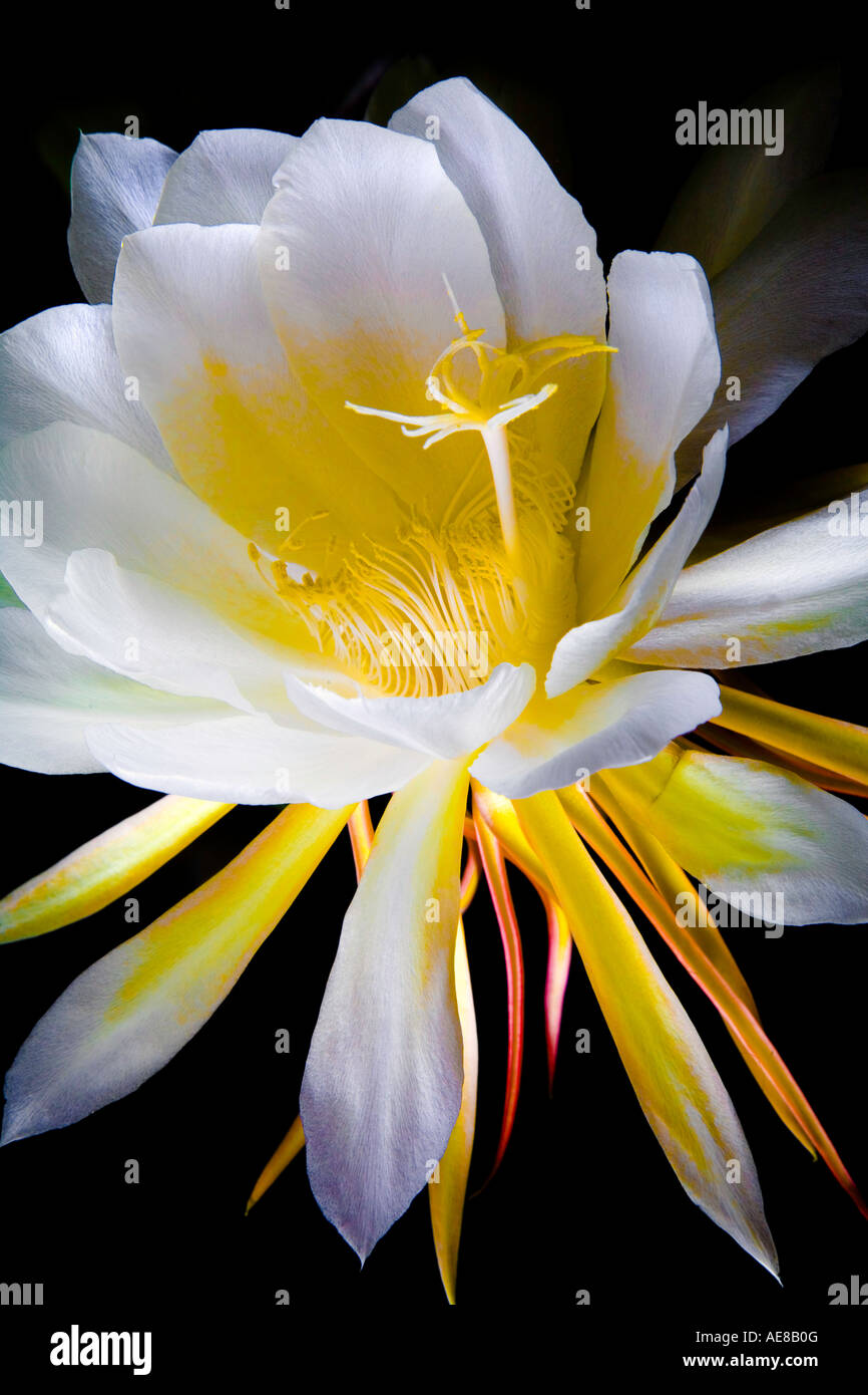Night Blooming Cereus Stock Photo - Alamy