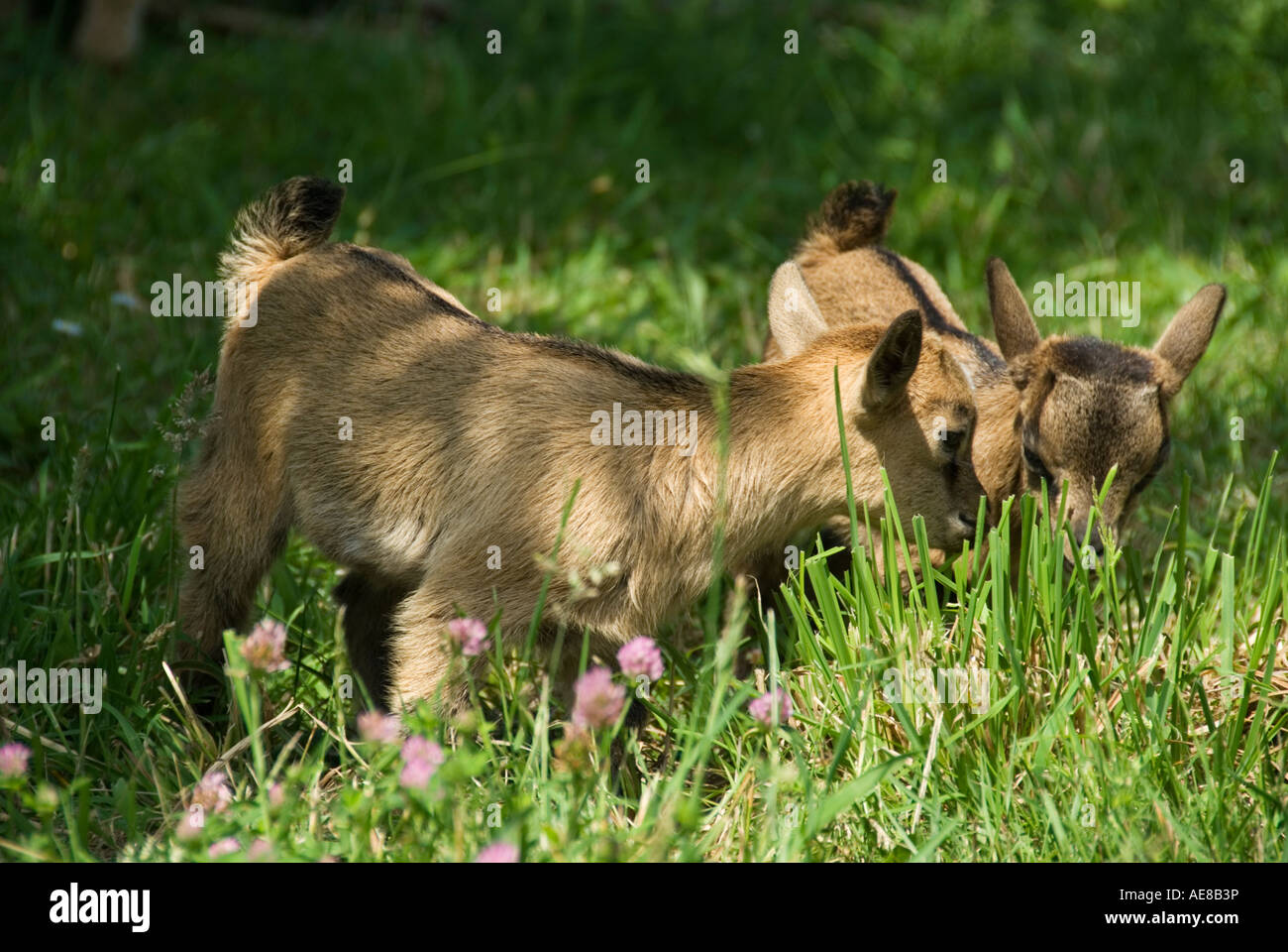 Image of two Pygmy Goats Grazing Stock Photo
