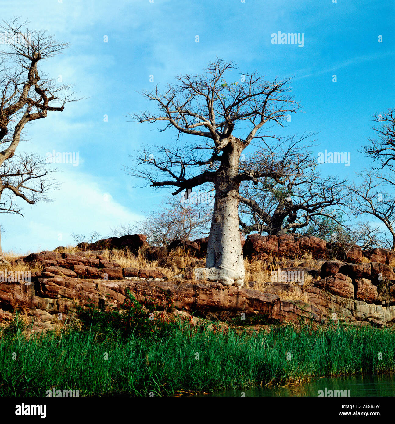 Adansonia suarezensis  'Baobab de Madagascar' Stock Photo