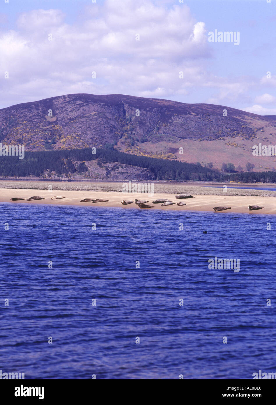 dh Common Seal colony LOCH FLEET SUTHERLAND Nature reserve group harbor seals basking on sand bank beach phoca vitulina north sea scotland Stock Photo