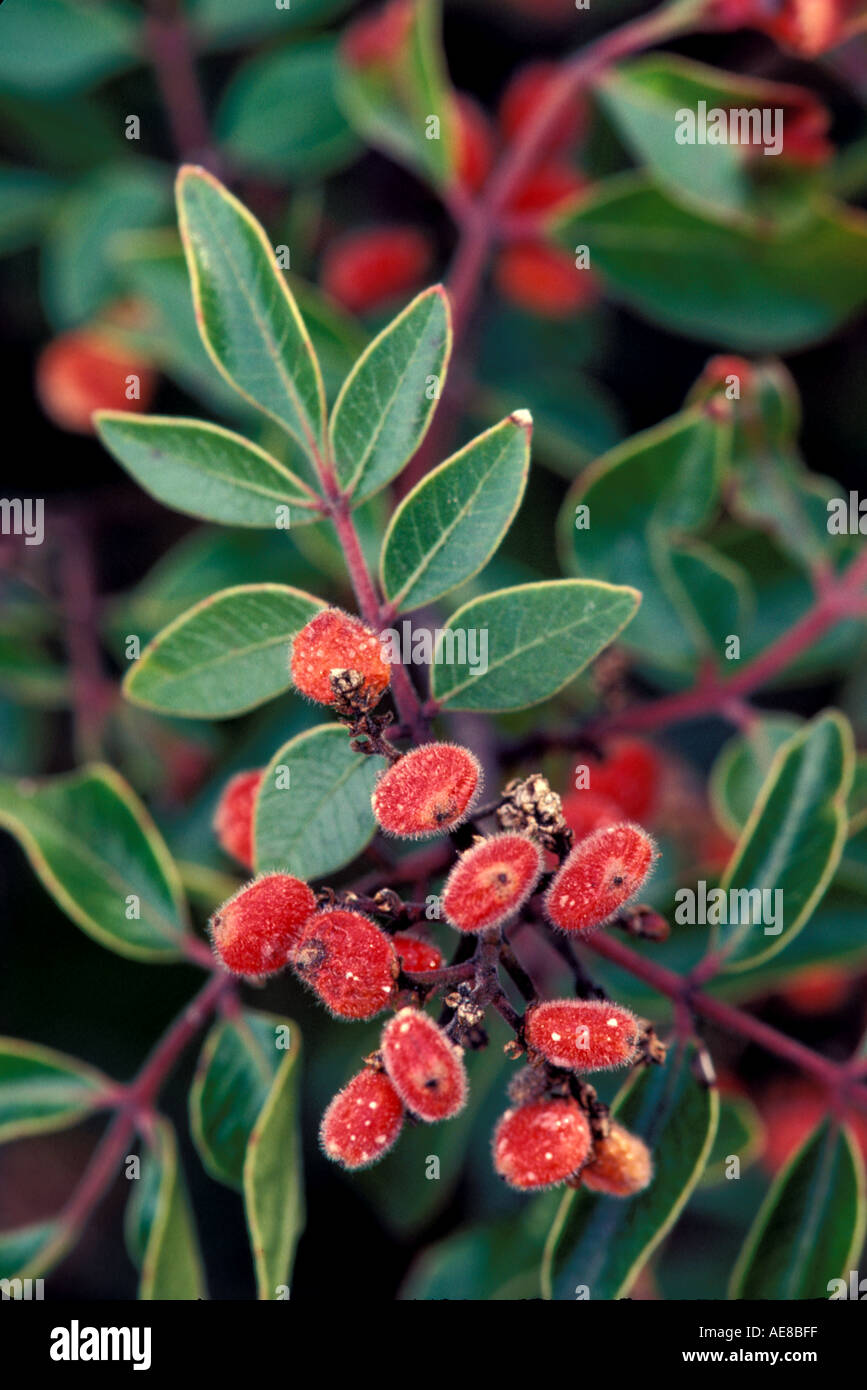 Plant Sumac Evergreen sumac Stock Photo Alamy
