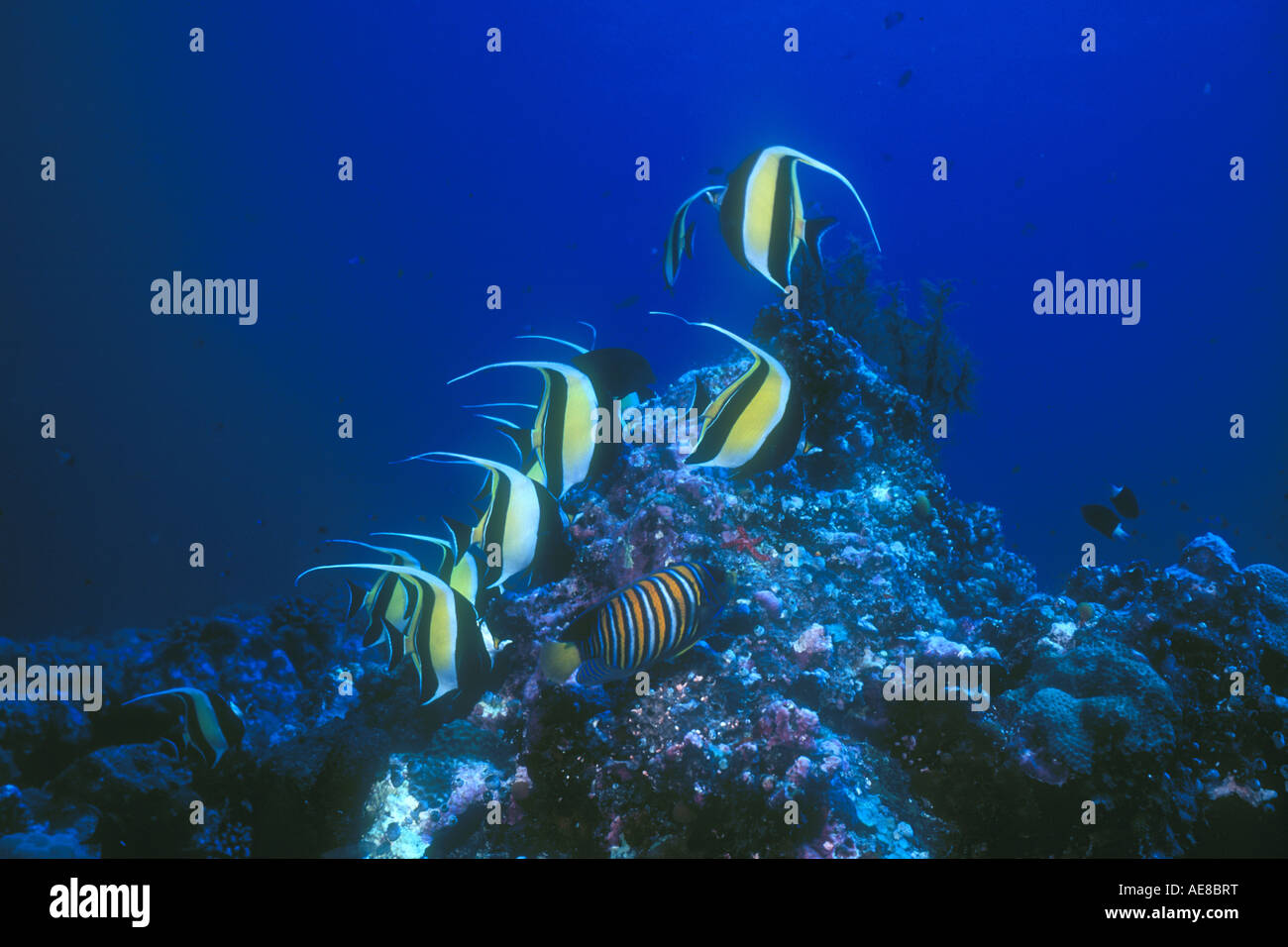 Several Moorish Idols, Zanclus cornuta, feed on filamentous algae growing on a coral reef in the Western Pacific. Stock Photo
