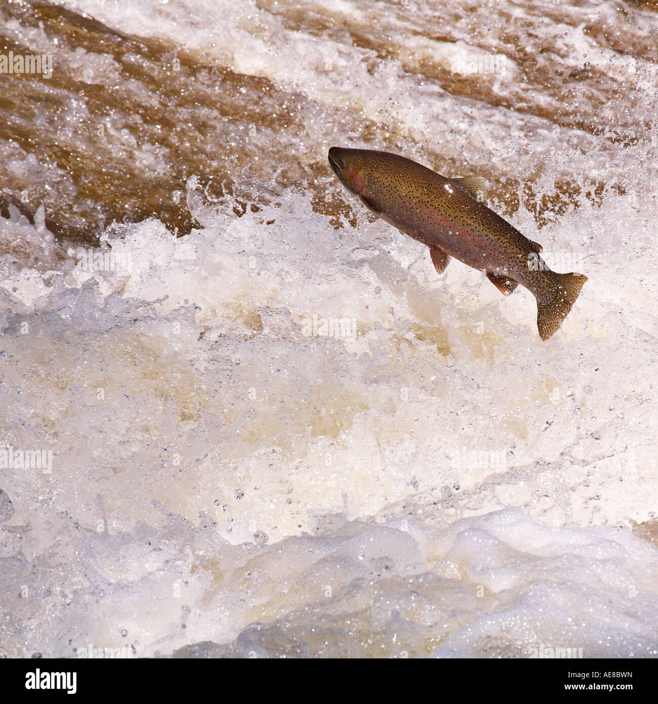 Steelhead leaping in Bronte Creek Ontario Canada Stock Photo