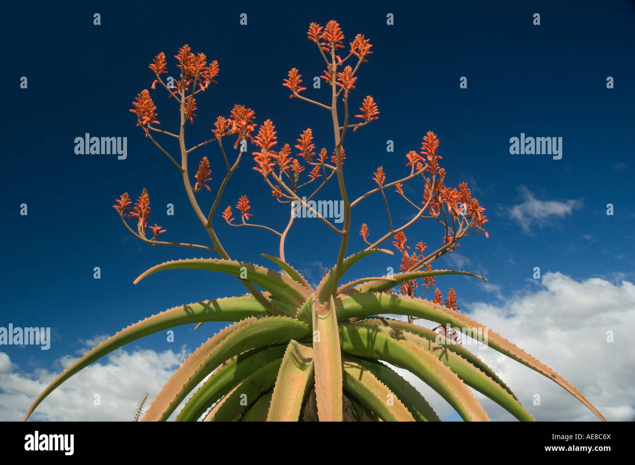 Malagasy Tree Aloe (Aloe vaombe) Endemic plant of Spiny Desert, Southern Madagascar Stock Photo