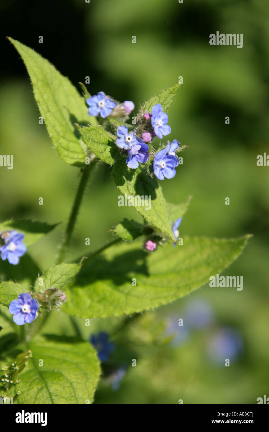 Green Alkanet, Pentaglottis sempervirens, Boraginaceae Stock Photo