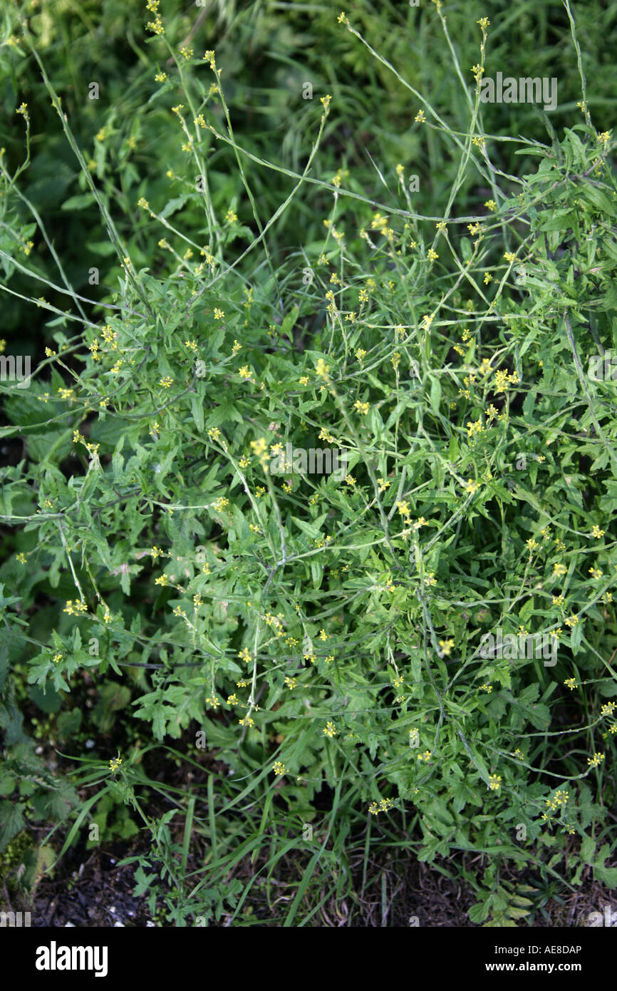 Common Hedge Mustard Hairy Pod Hedge Mustard Sisymbrium officinale Stock Photo
