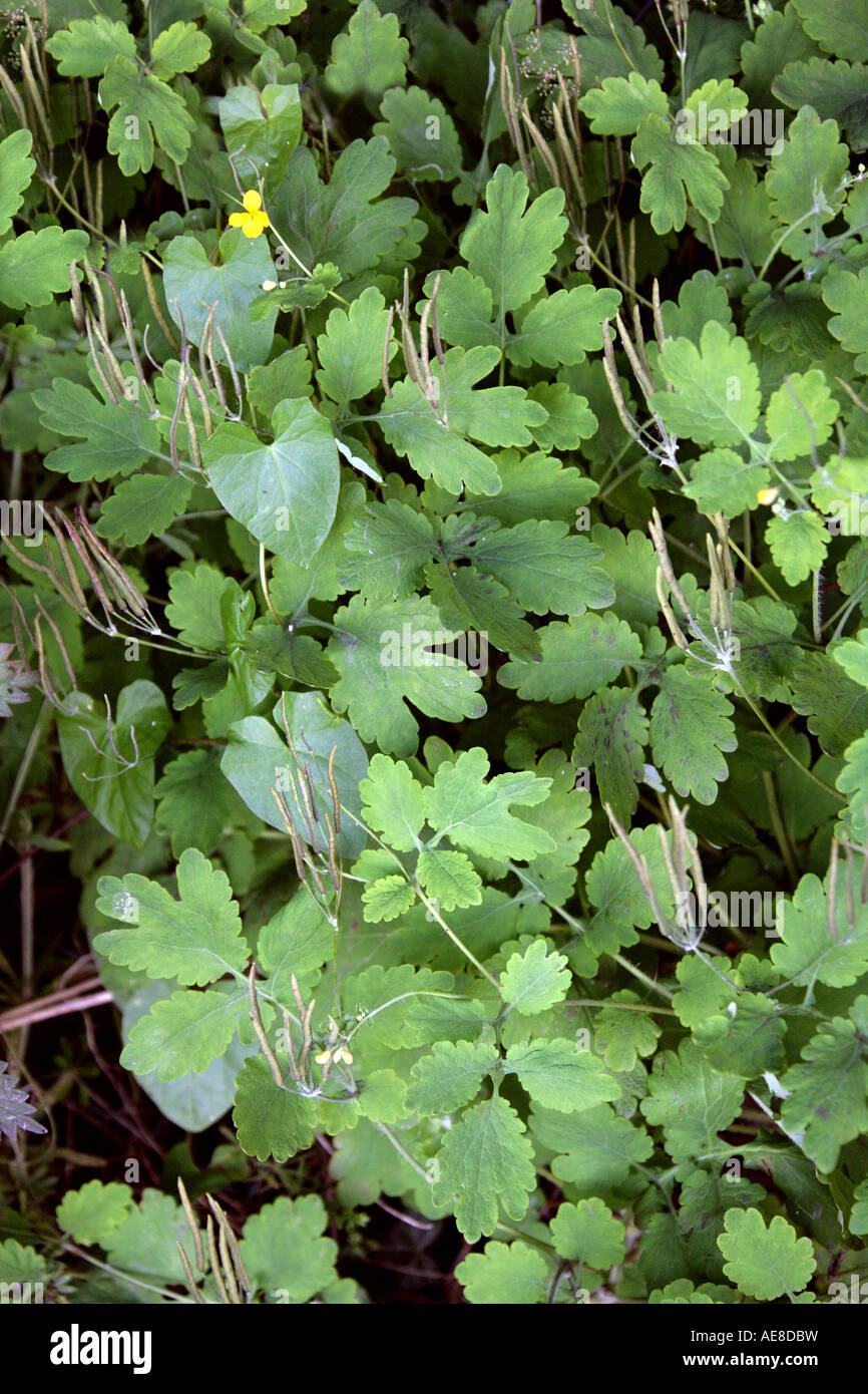 Greater Celandine or Tetterwort, Chelidonium majus, Papaveraceae Stock Photo