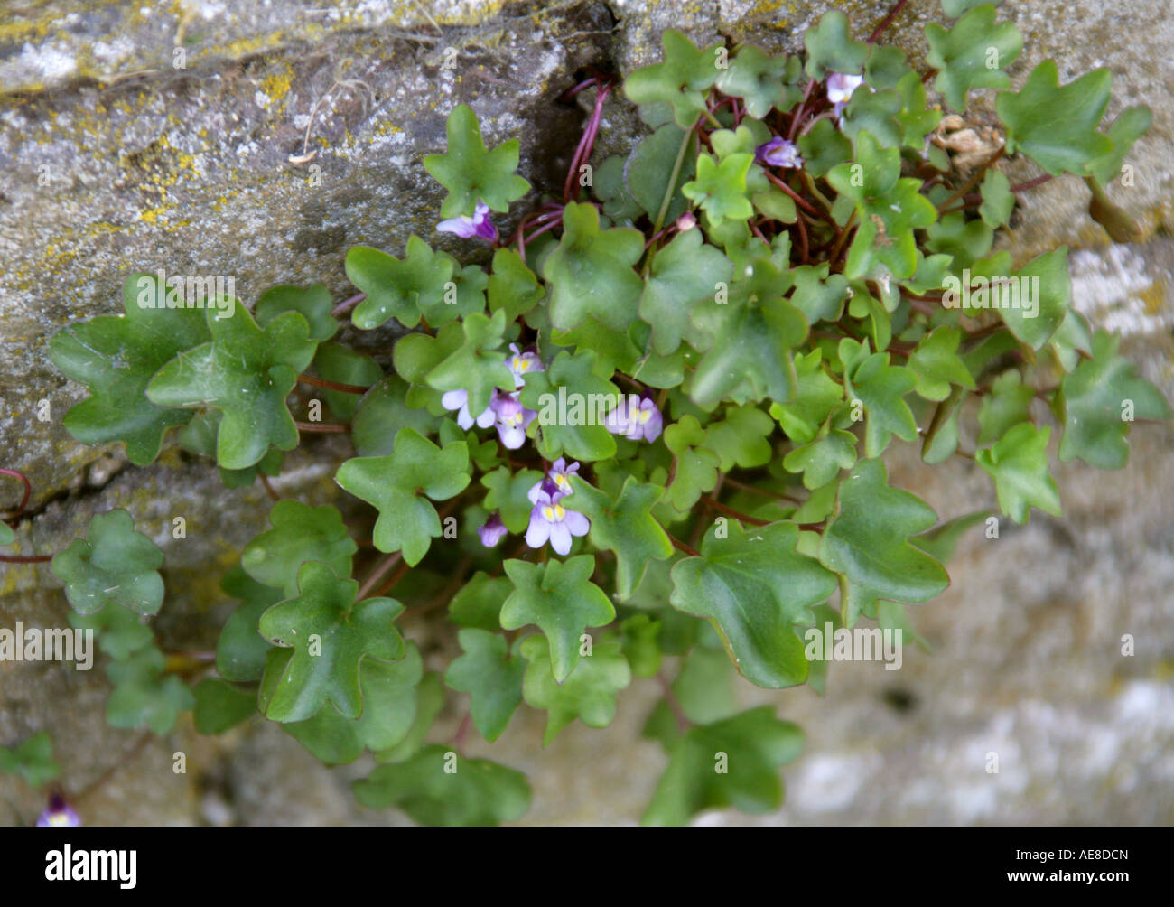 Ivy Leaved Toadflax Cymbalaria muralis Scrophulariaceae Stock Photo
