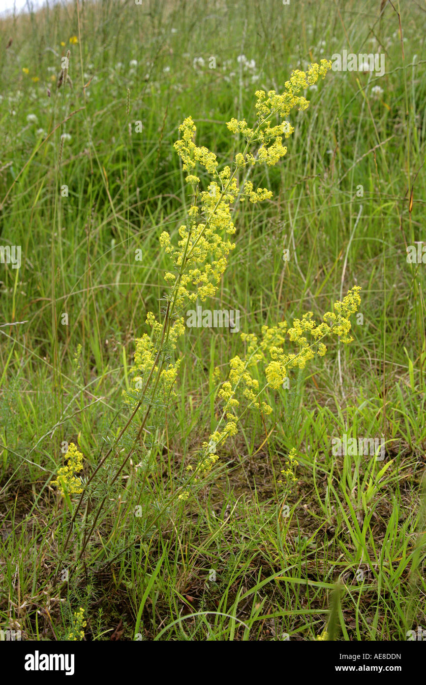 Ladys Bedstraw Galium verum Rubiaceae Stock Photo
