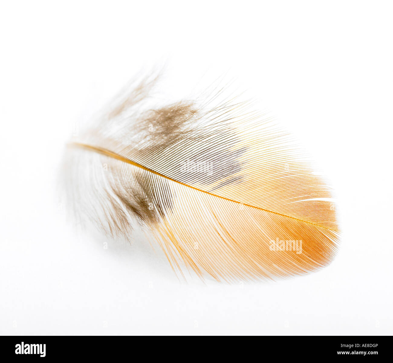 delicate feather on white background Stock Photo