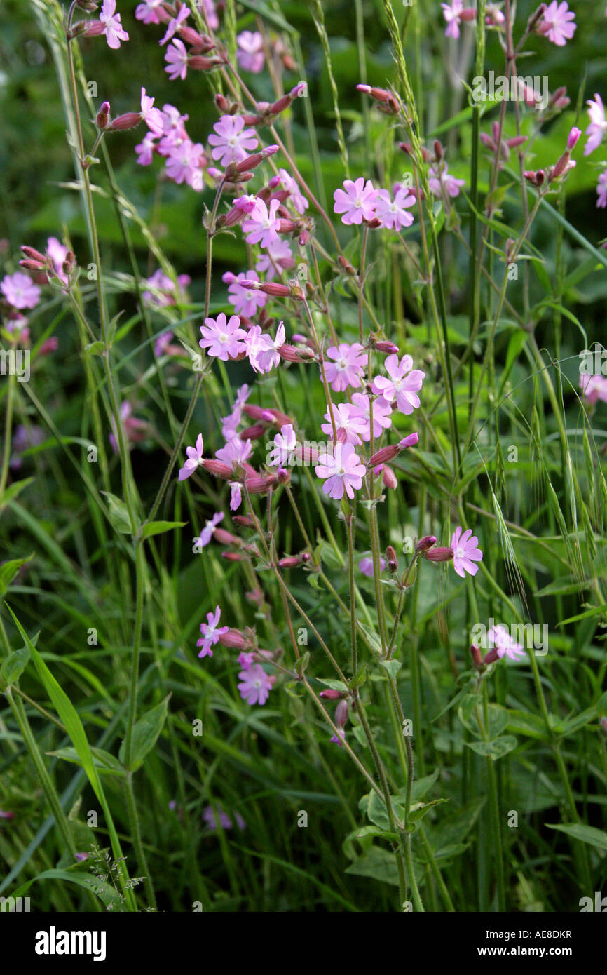 Red Campion, Pale Pink Variation x with S. alba, Silene dioica, Caryophyllaceae Stock Photo