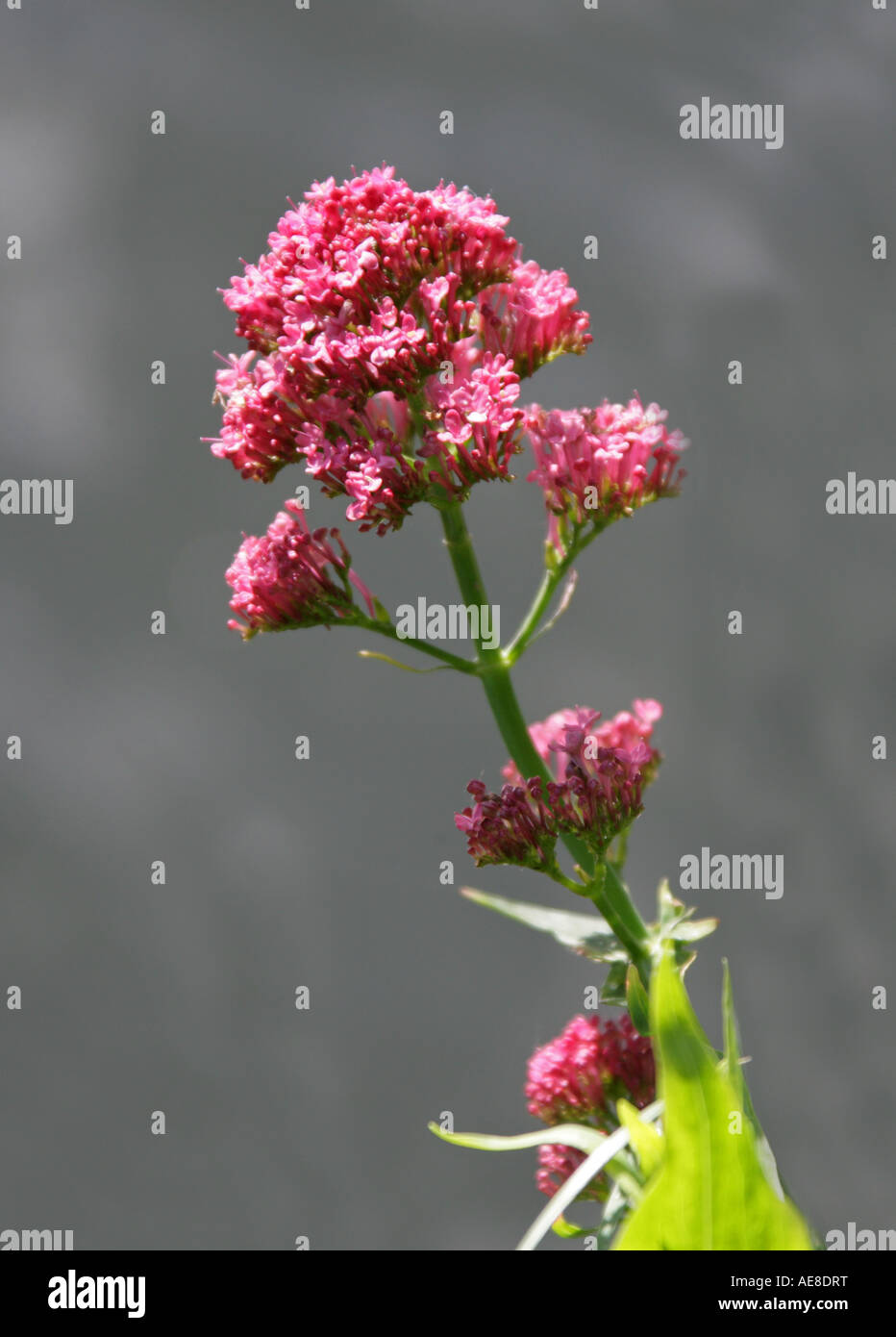 Red Valerian, Centranthus ruber, Valerianaceae. Growing by Water Stock Photo