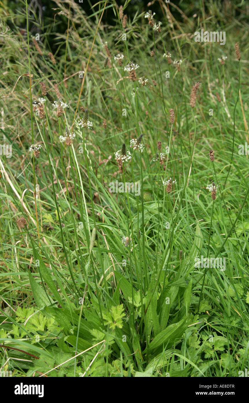 Ribwort Plantain, Plantago lanceolata, Plantaginaceae Stock Photo
